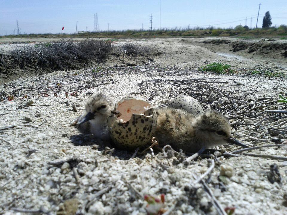 American Avocet chicks at Don Edwards San Francisco Bay National Wildlife Refuge