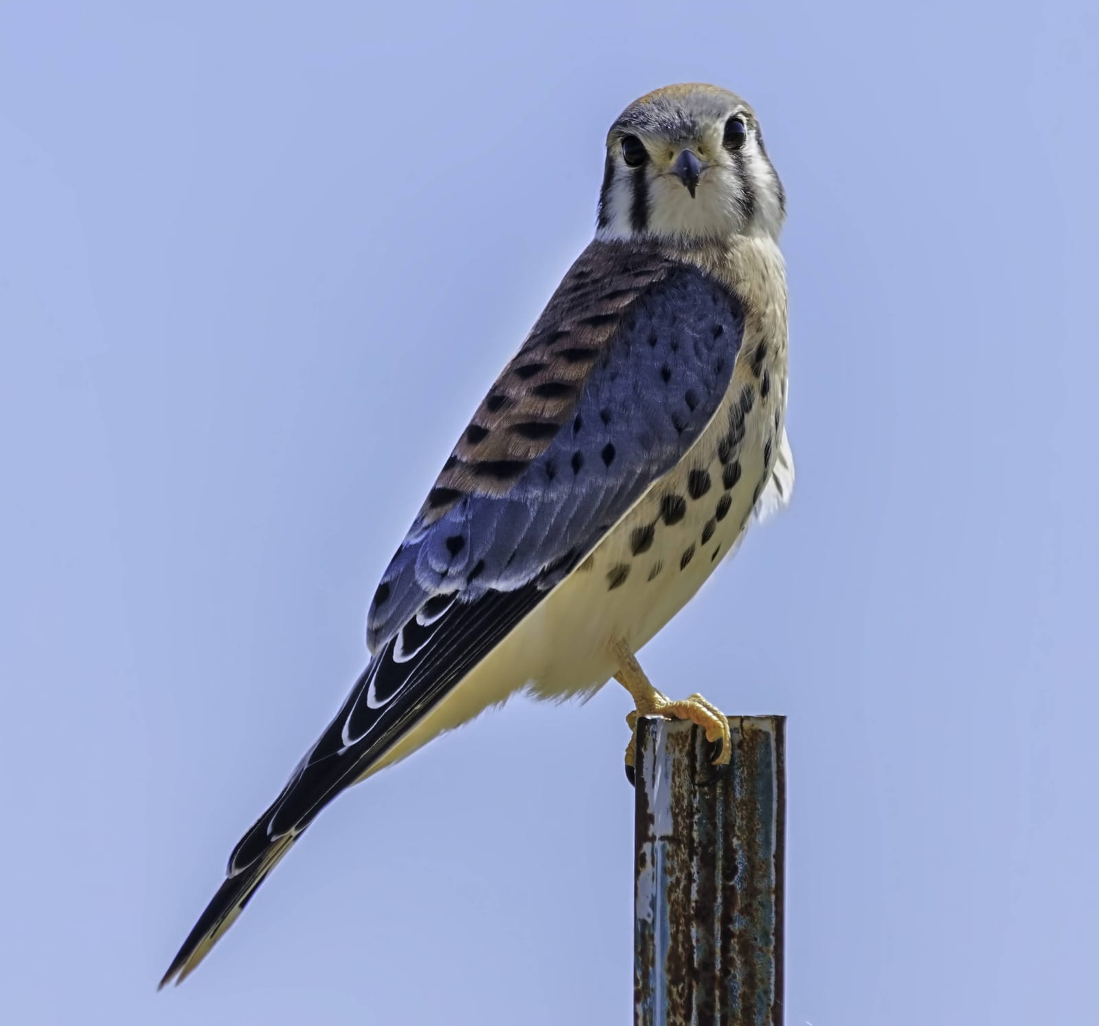 Cape May Birding: Hawkwatch Platform, Higbee Beach, and the South Cape May Meadows
