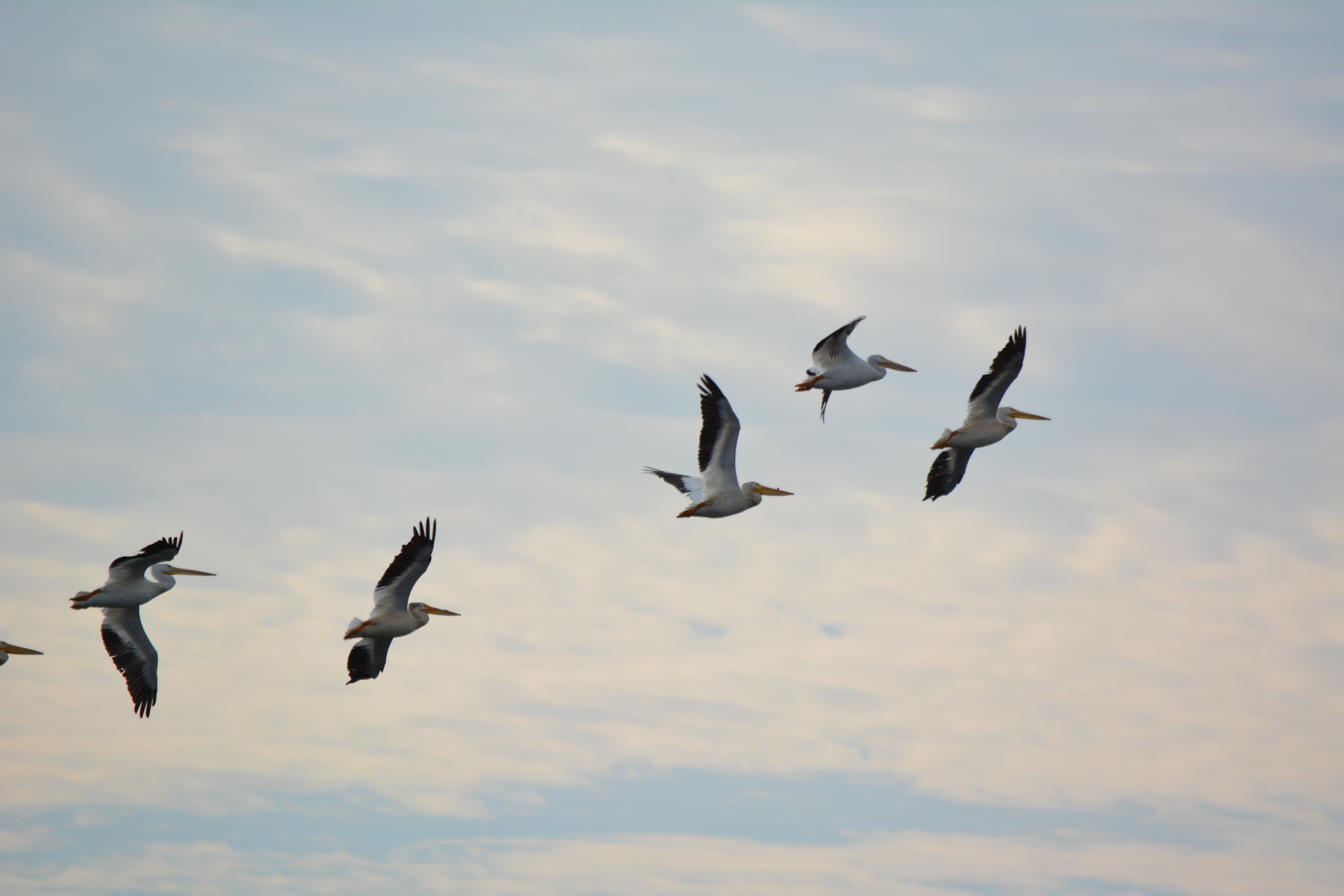 Flock of American White Pelicans in flight against a blue sky, showing black-tipped wings and bright orange bills