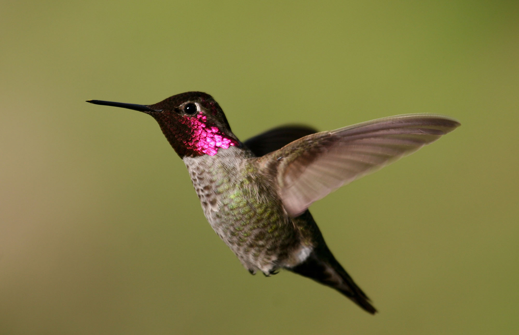 A male Anna's Hummingbird hovering in brilliant iridescent magenta and green plumage — the year-round icon of San Francisco Bay Area birding