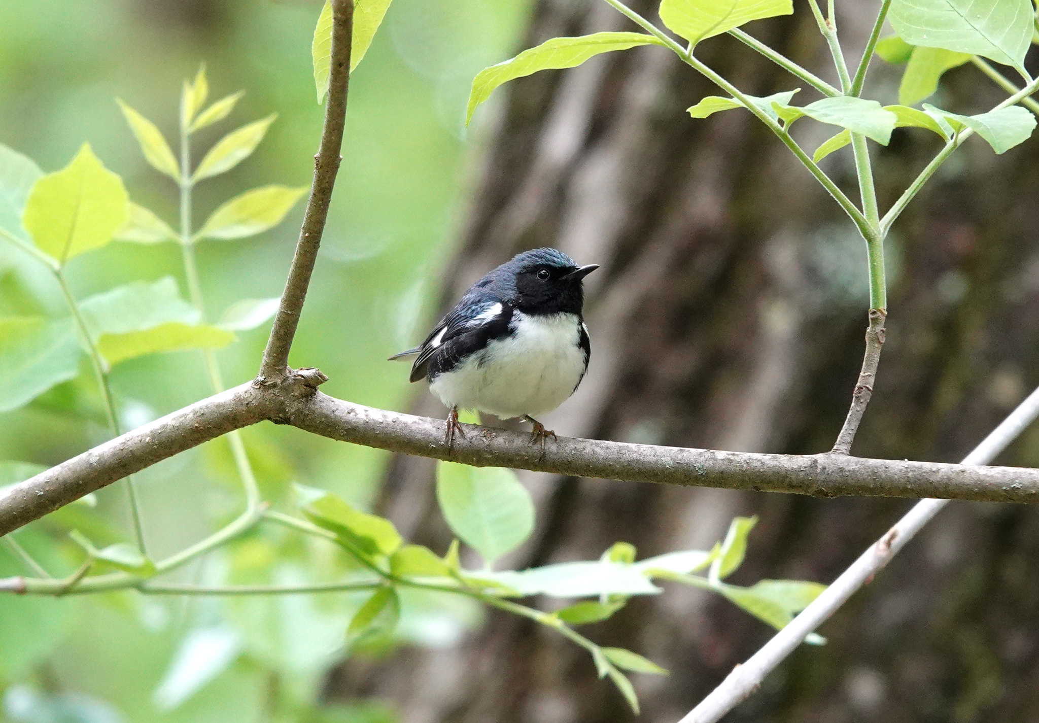 Male Black-throated Blue Warbler perched on a branch, showing deep blue upperparts and white underparts with a black face and throat