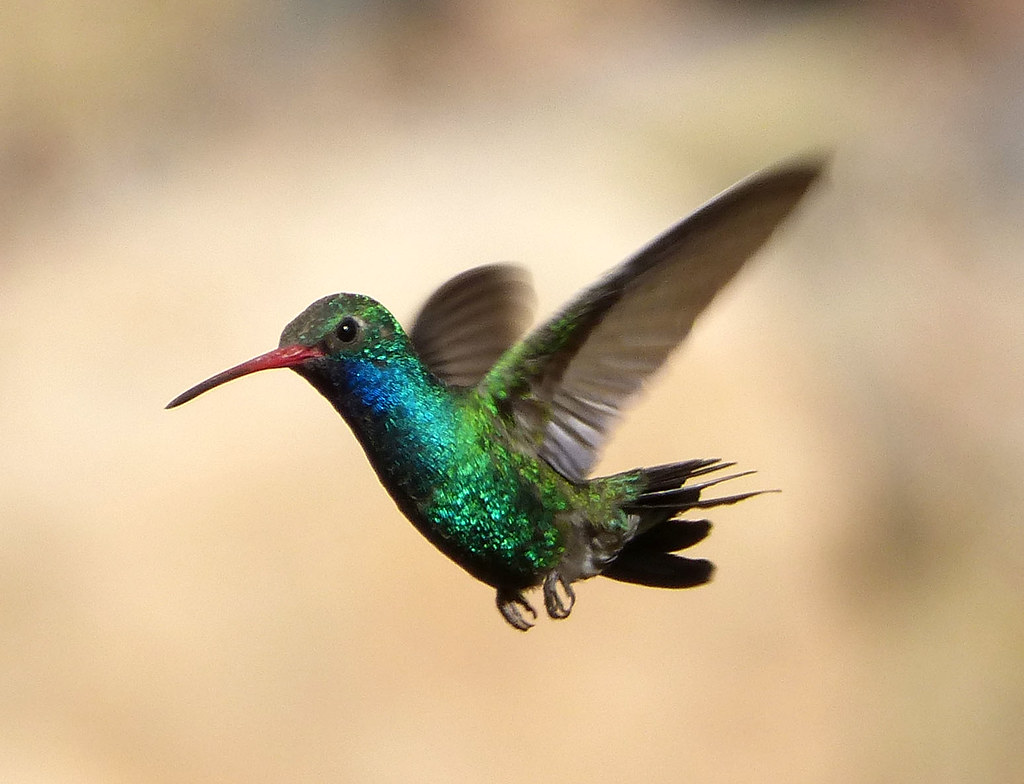 Broad-billed Hummingbird male with iridescent blue-green plumage and bright red bill