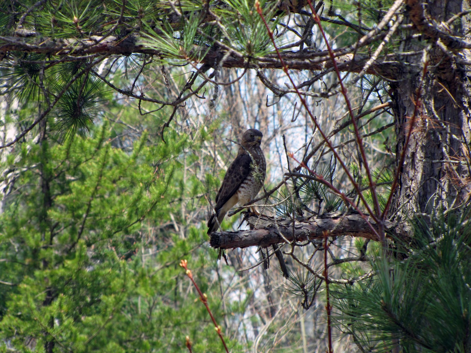 Broad-winged Hawk perched on a bare branch, showing a barred rusty breast, dark eye, and short banded tail