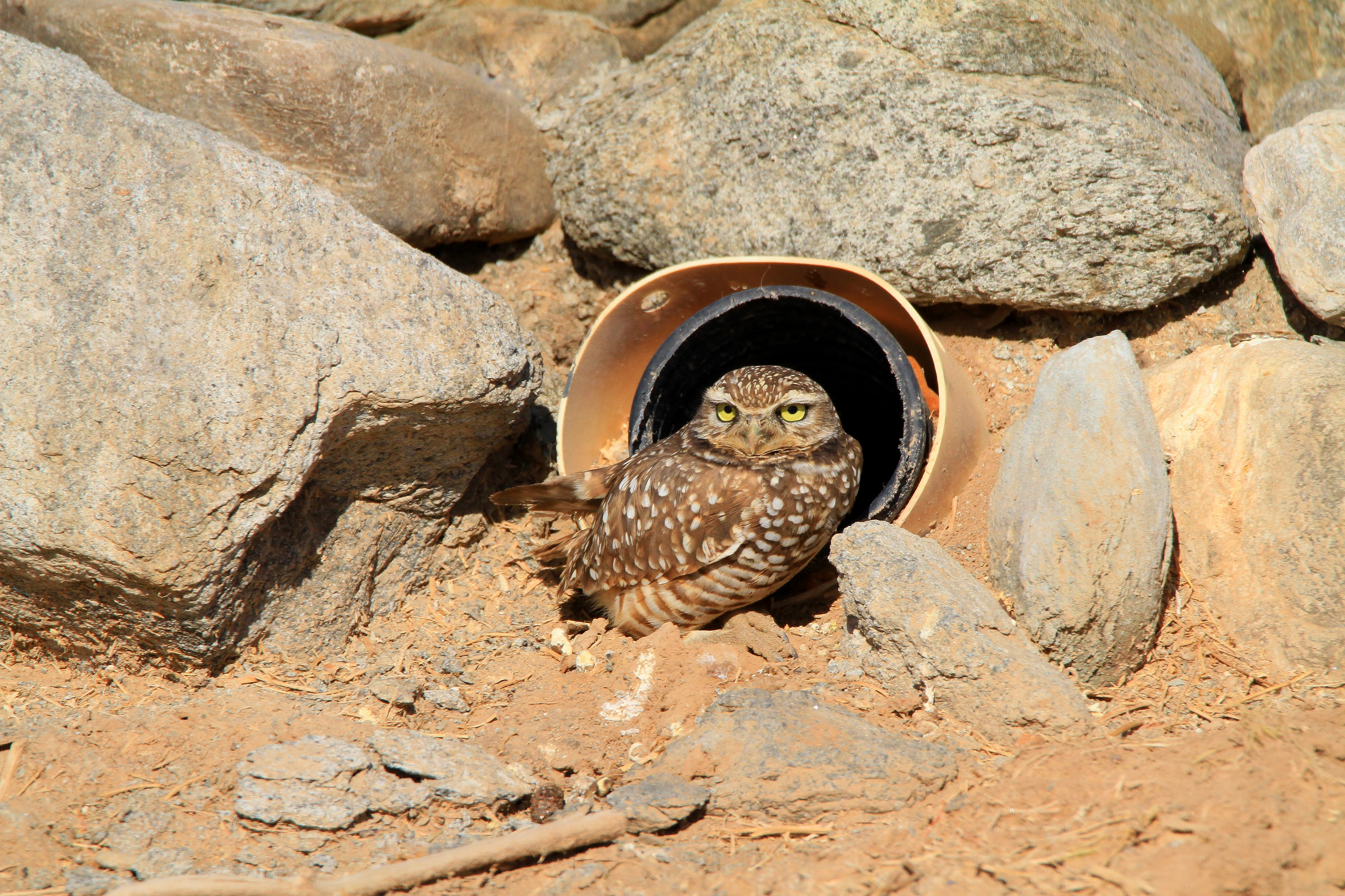 Burrowing Owl perched on the ground at its burrow entrance, showing spotted brown plumage and bright yellow eyes