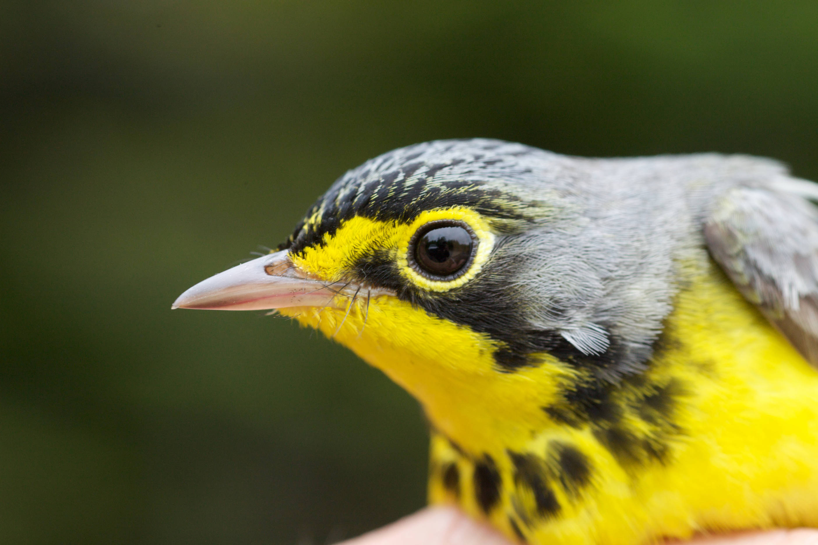 Canada Warbler perched on a branch, showing bright yellow underparts with distinctive black necklace streaks across the breast and bold white eye ring