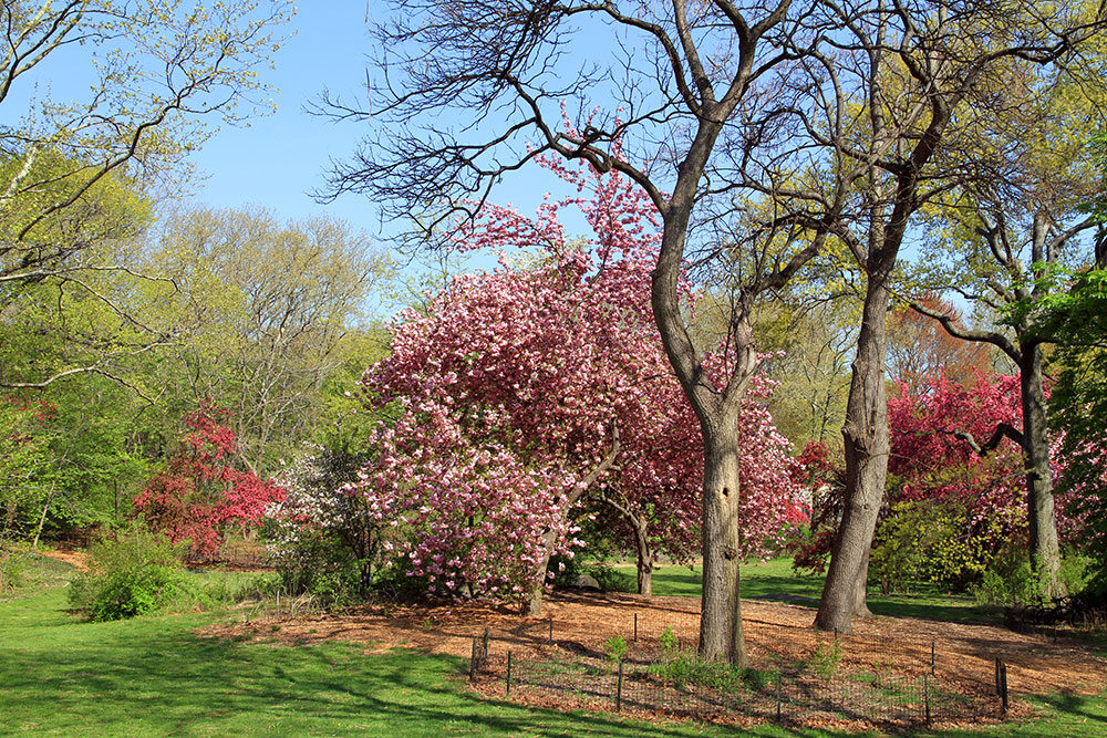 The Ramble in Central Park — a dense tangle of woodland trails beside a reflective lake