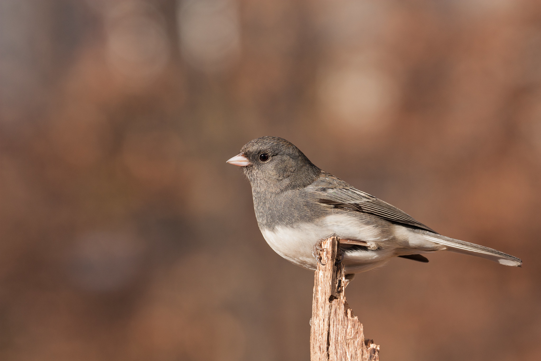 Dark-eyed Junco perched on a snow-dusted branch, showing slate-gray upperparts and white belly with a pink bill