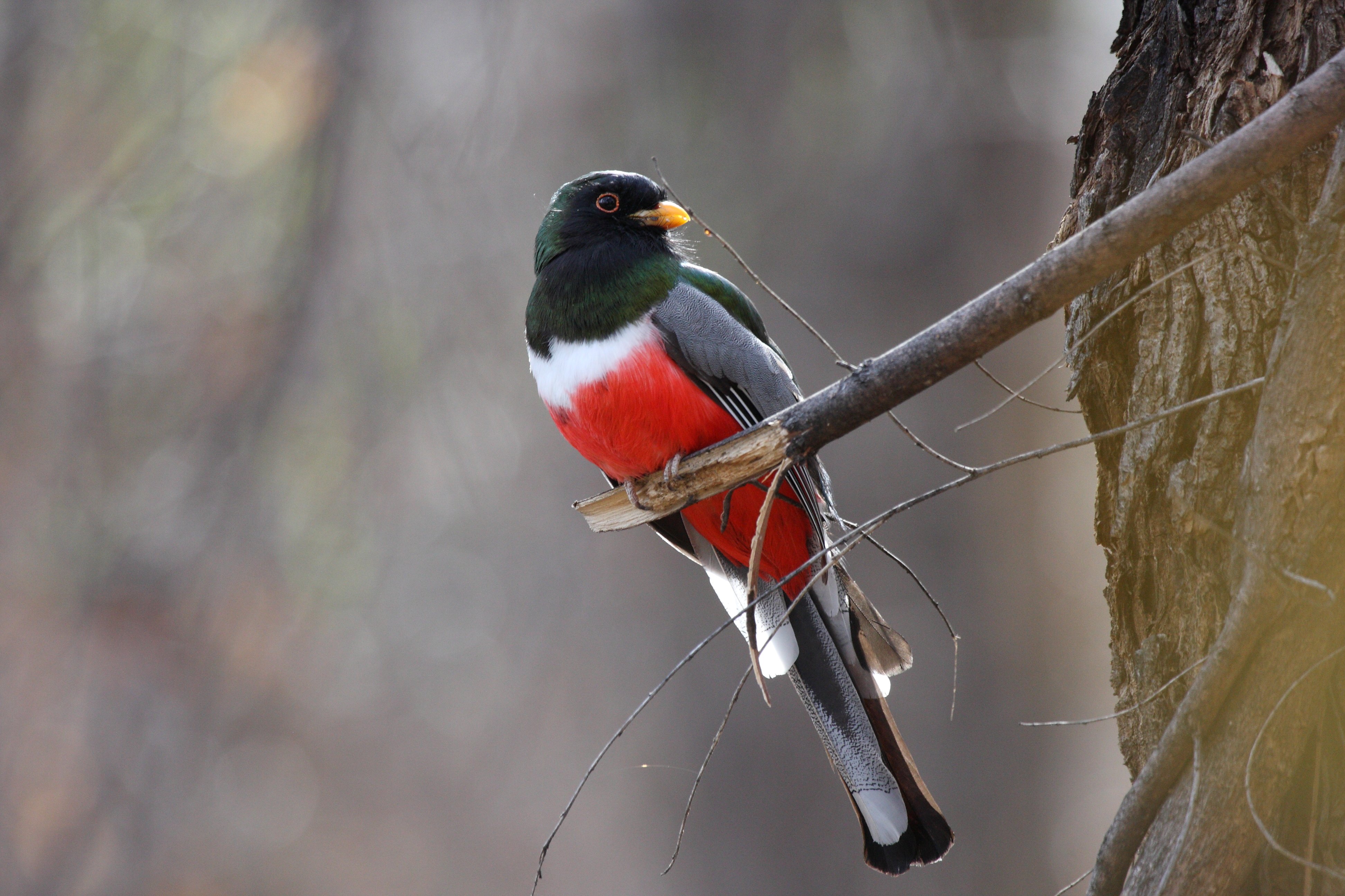 Male Elegant Trogon perched on a lichen-covered branch in Arizona's Sky Islands, showing its vivid red-orange belly, iridescent green back, and copper-toned square tail