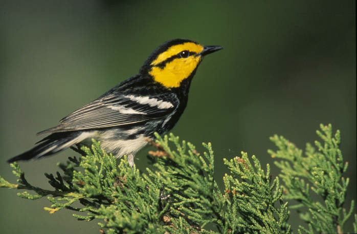 Golden-cheeked Warbler perched on a juniper branch at Balcones Canyonlands NWR, Texas