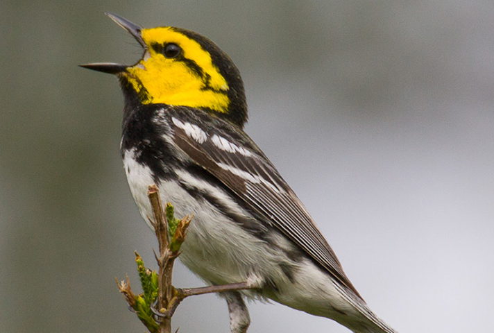 A male Golden-cheeked Warbler singing from an Ashe juniper branch at Balcones Canyonlands National Wildlife Refuge in Texas, the only bird species on Earth with a breeding range entirely within a single US state