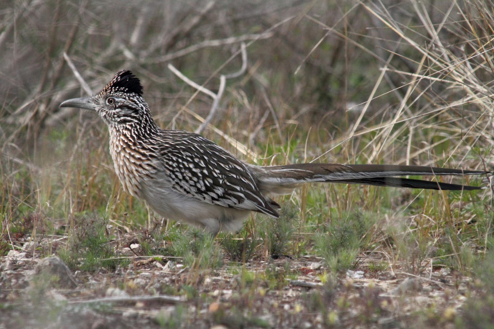 Missouri Ozarks Birding: Table Rock Lake, the Branson Glades, and Busiek State Forest