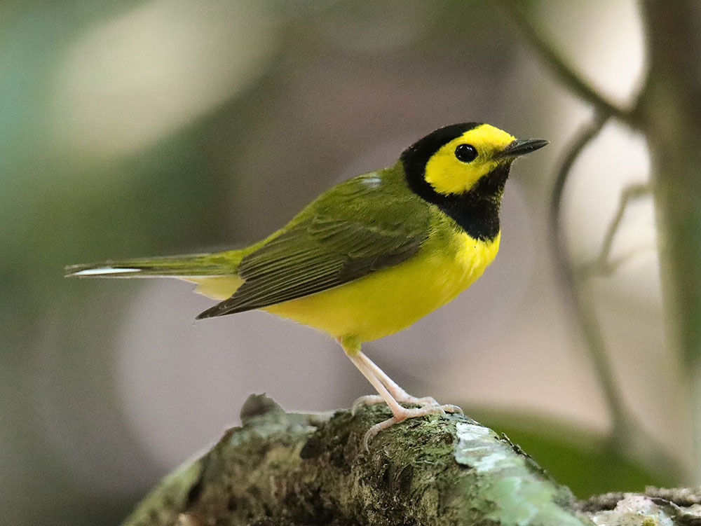 A male Hooded Warbler in Central Park, New York City — the crowd-favorite spring migrant of The Ramble
