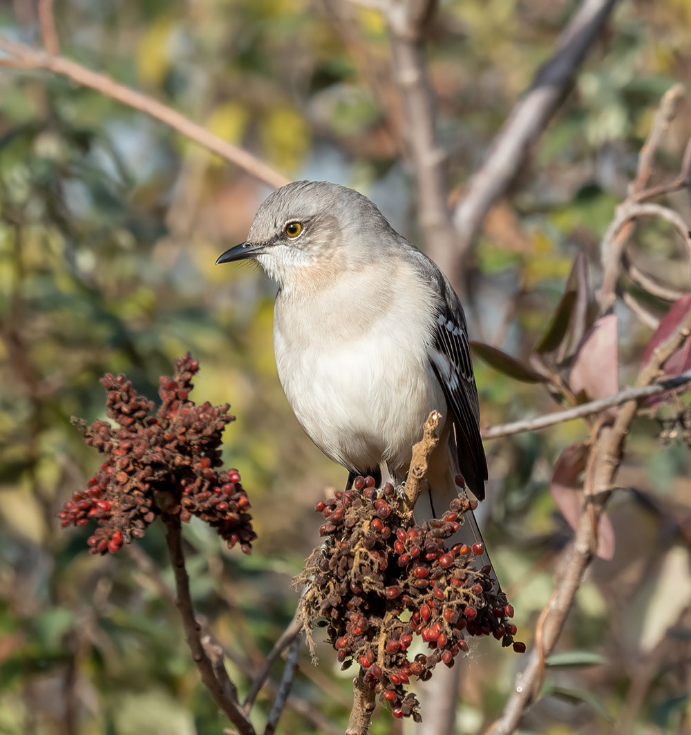 A Northern Mockingbird at Jamaica Bay Wildlife Refuge in Queens