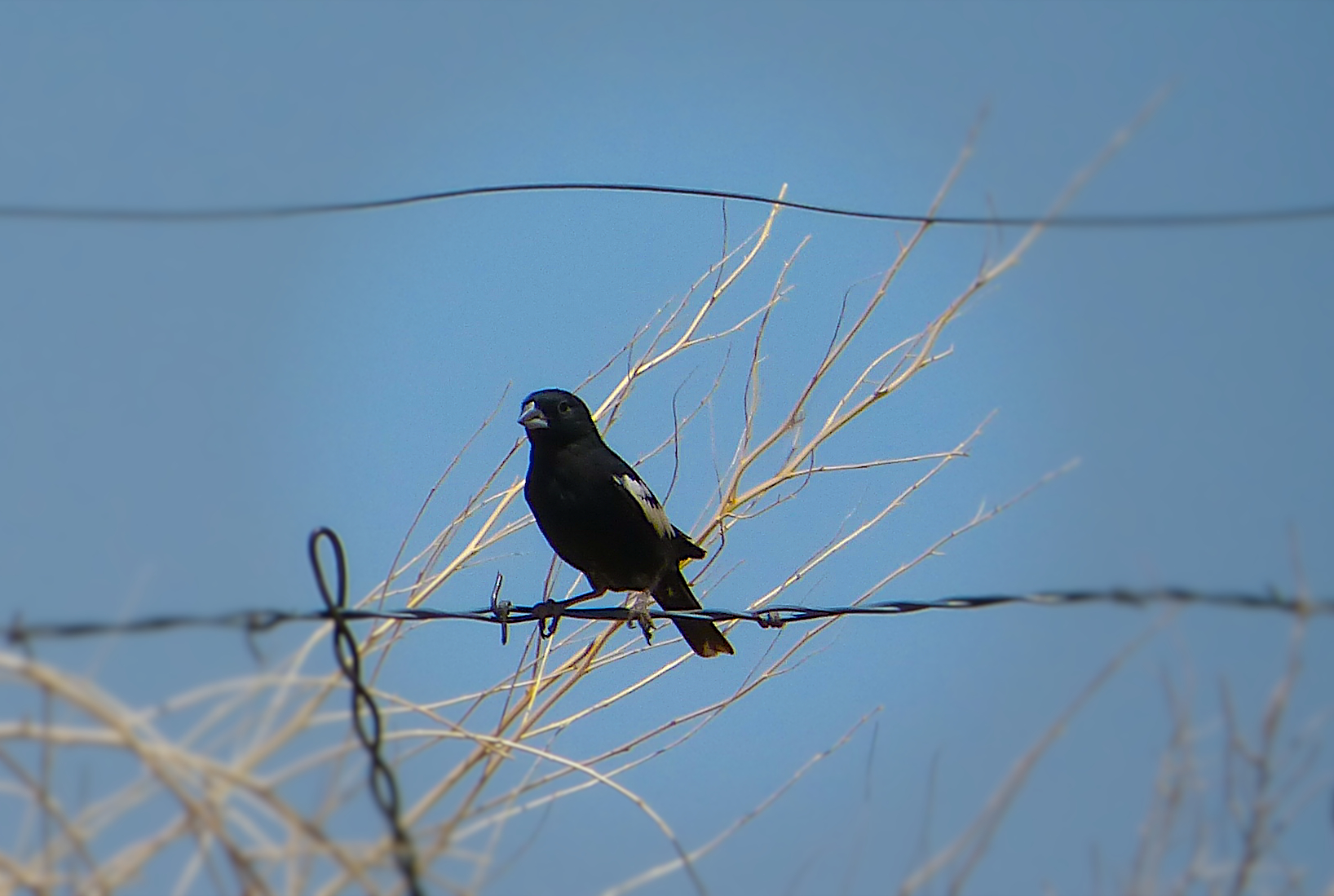 Male Lark Bunting perched on a fence post, showing striking black and white breeding plumage against a clear sky