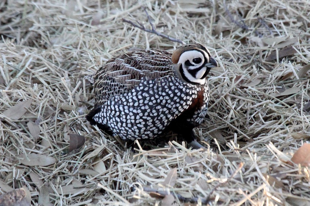 Male Montezuma Quail with striking harlequin face pattern, black and white head markings and spotted brown flanks, in the Arizona Sky Islands