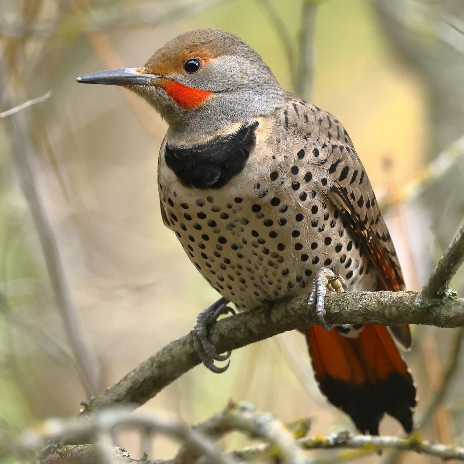 Male Northern Flicker clinging to a tree trunk, showing barred brown back, black bib, spotted underparts, and a black malar stripe
