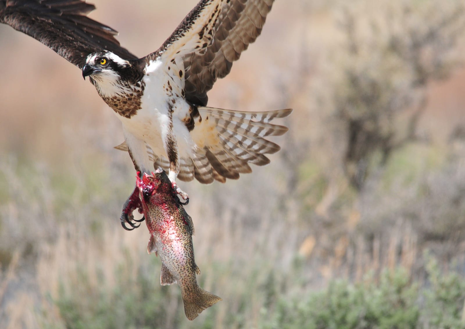 Osprey perched on a log gripping a rainbow trout, showing white underparts, dark brown back, and yellow eye