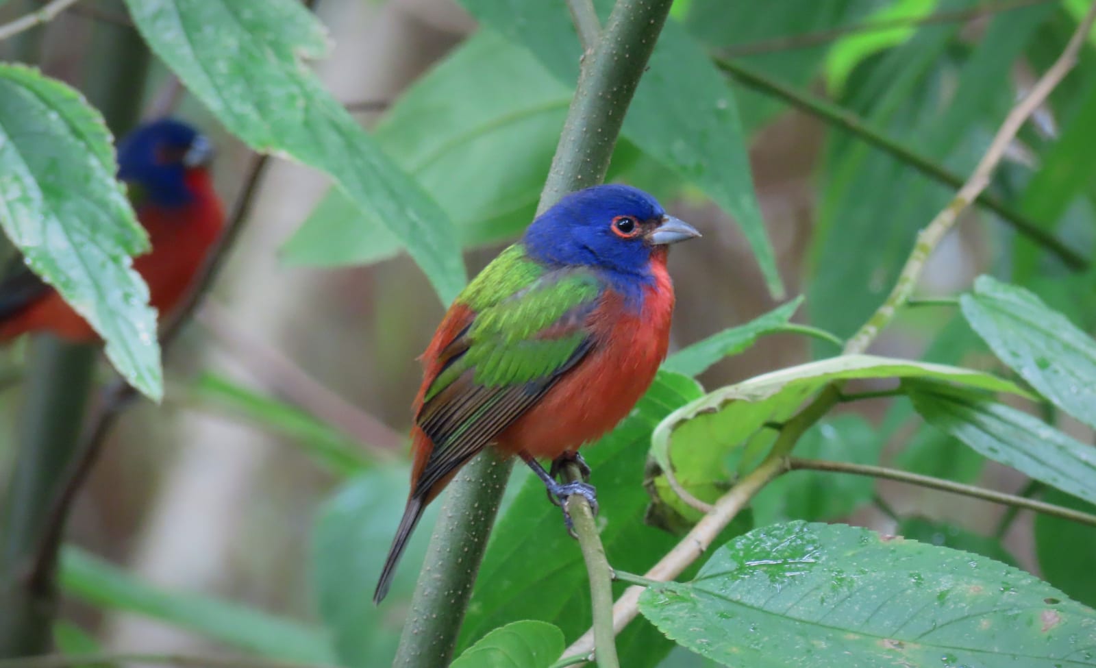 Male Painted Bunting perched on a branch, showing a deep blue head, bright red underparts, and a green back