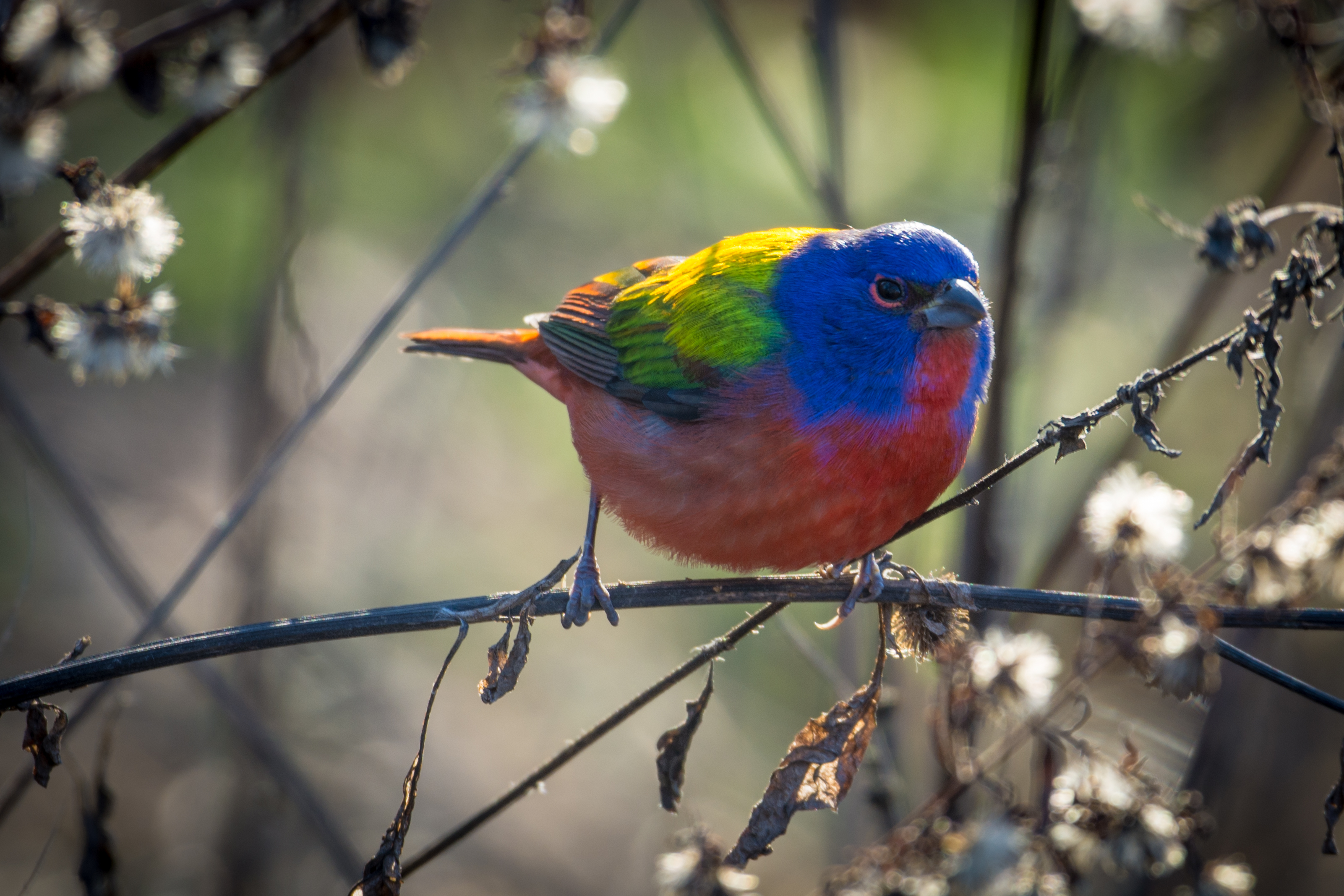 A male Painted Bunting perched on a branch showing its brilliant blue head, green back, and red underparts, one of North America's most colorful birds and a summer resident of the Texas Hill Country