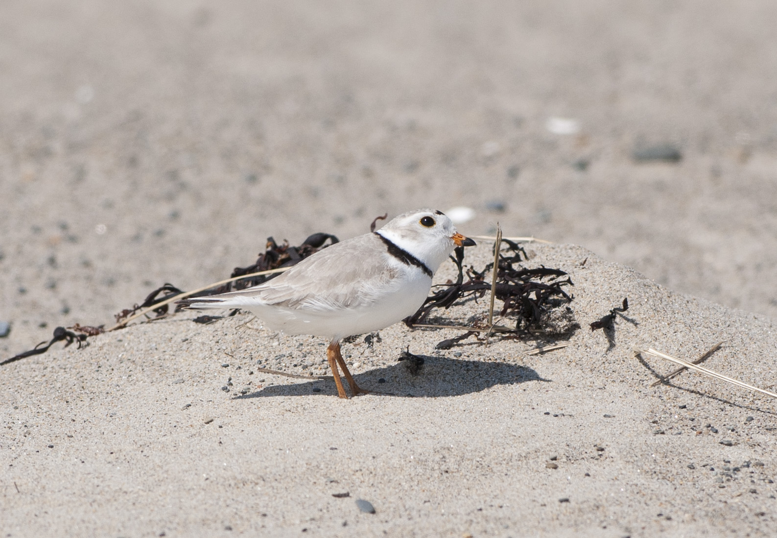 Piping Plover standing on wet sand, showing pale sandy upperparts, a white belly, orange legs, and a black neck band