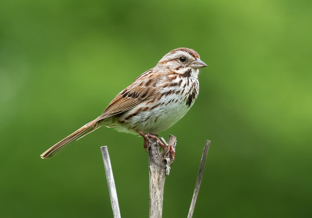 A Song Sparrow perched in Prospect Park, Brooklyn