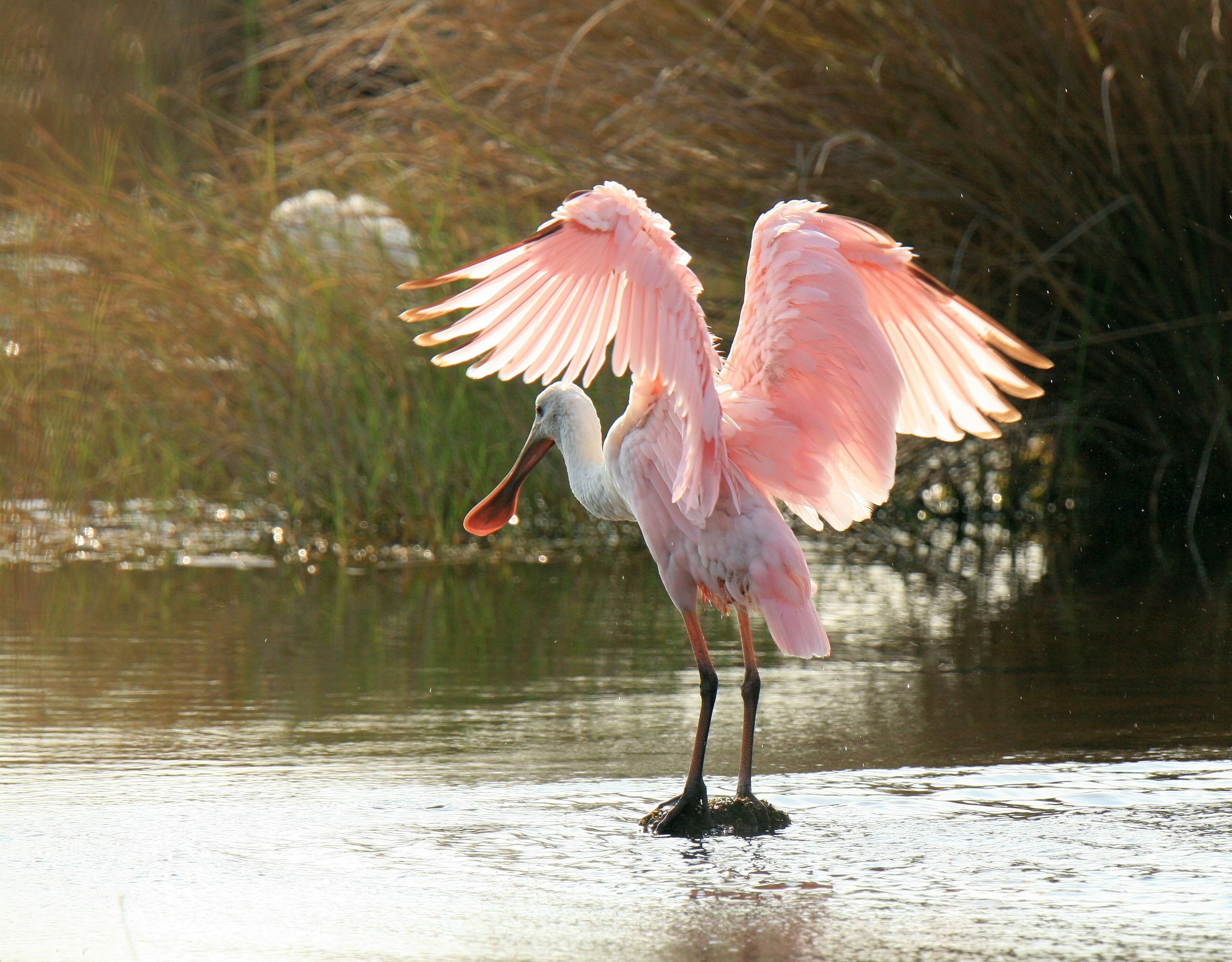 Roseate Spoonbill wading in shallow Florida wetland, its vivid pink plumage reflected in still water