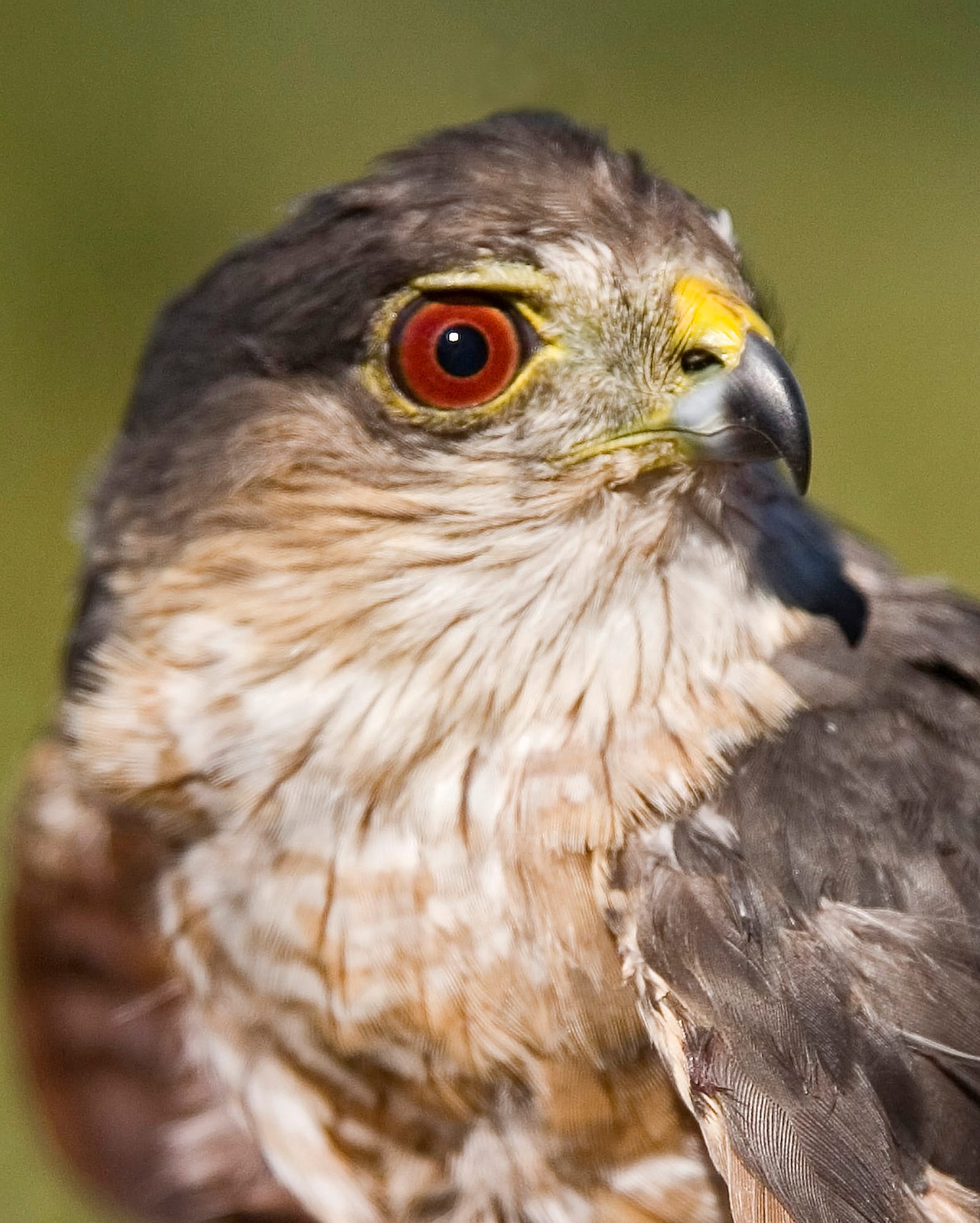 Sharp-shinned Hawk perched and facing the camera, showing slate-gray upperparts, rusty barred underparts, and a long square-tipped tail
