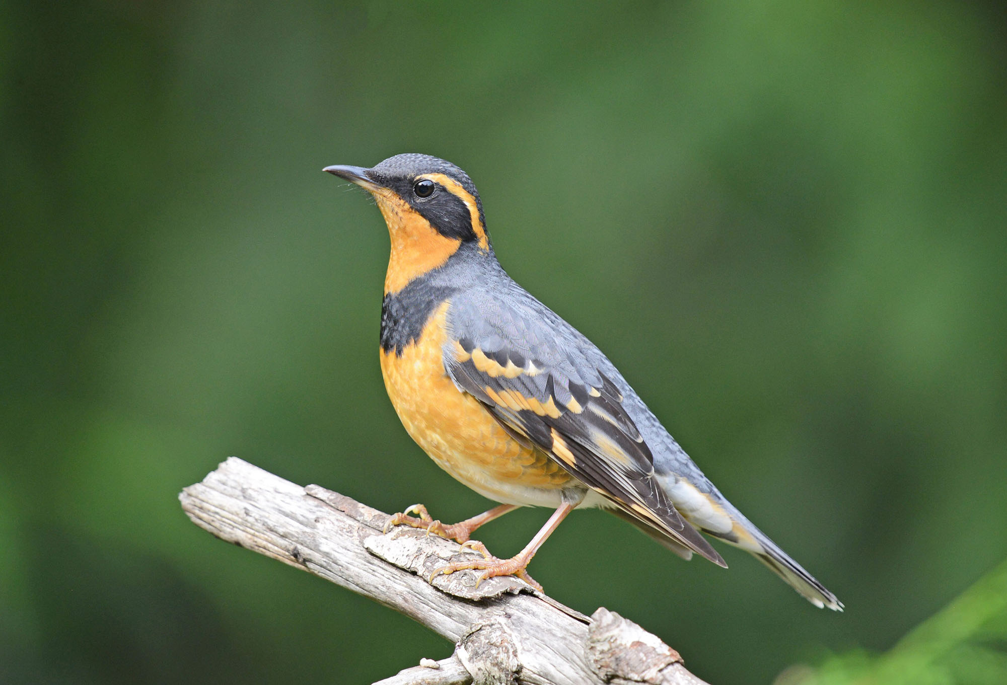 A Varied Thrush perched on a mossy branch in coastal forest — the orange and dark slate patterning is unmistakable, and the bird's ringing single-pitch song is one of the most distinctive sounds in Pacific Northwest and California coastal forests