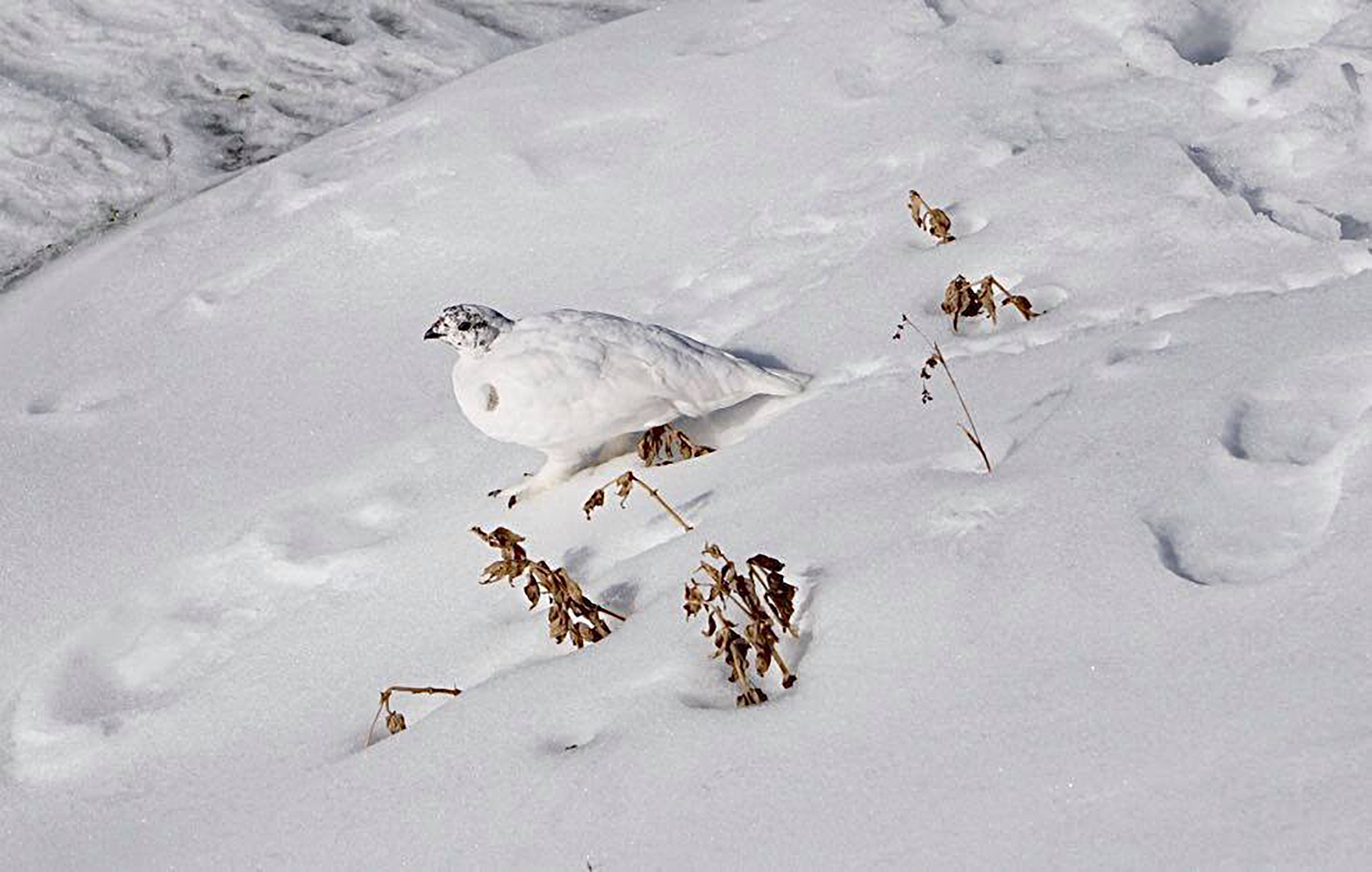 White-tailed Ptarmigan blending into snow on an alpine tundra slope, showing mottled white winter plumage