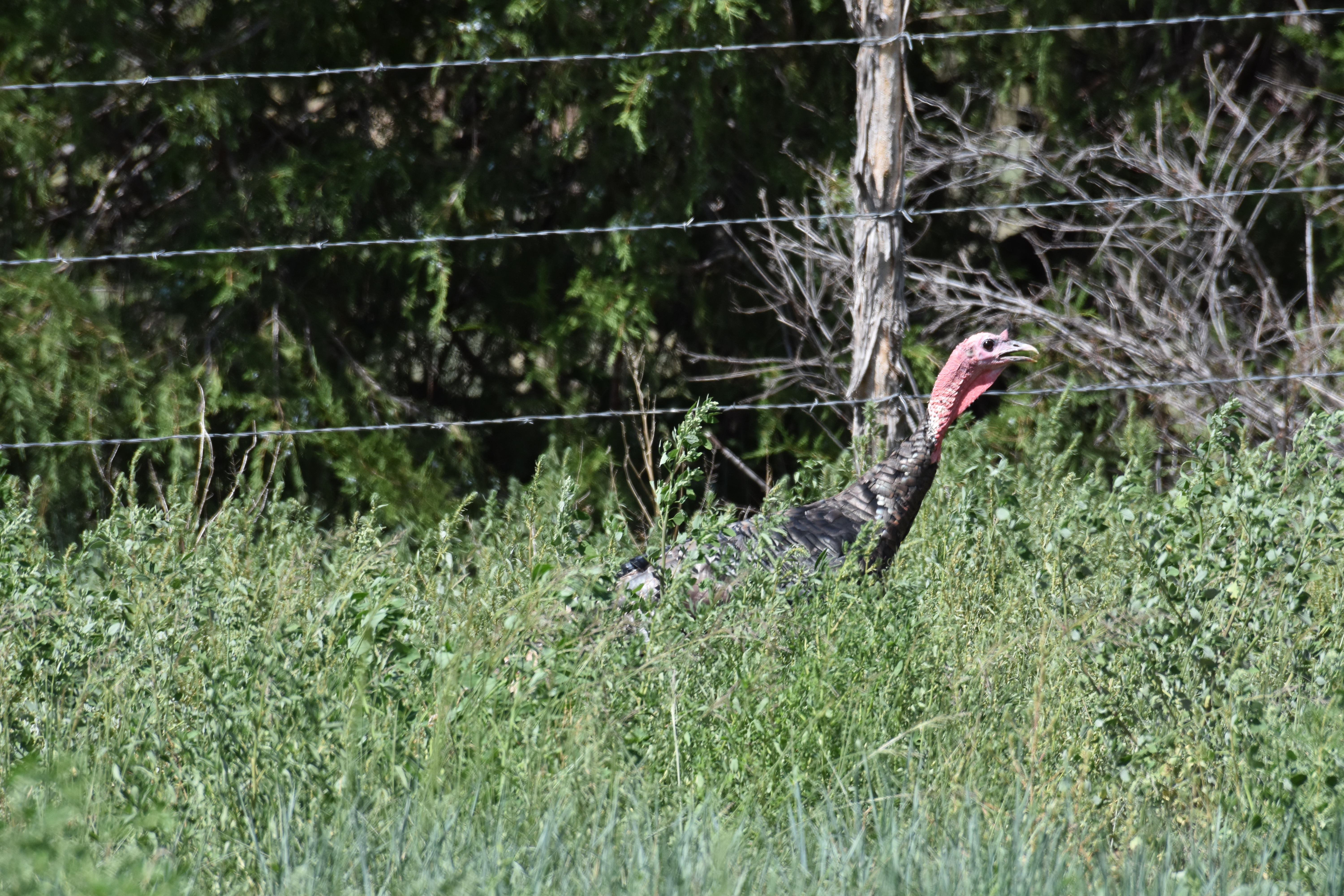 Wild Turkey hen standing in a green meadow, showing iridescent brown feathers with a bare blue-gray head and red wattles