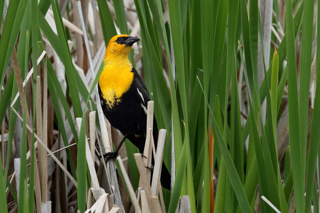 A male Yellow-headed Blackbird calling from a cattail reed — the striking signature bird of Montlake Fill and one of Seattle's most sought-after urban birding sightings